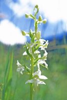 Platanthera chlorantha