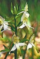 Platanthera chlorantha