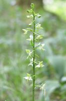 Platanthera chlorantha