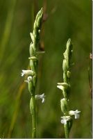 Spiranthes aestivalis