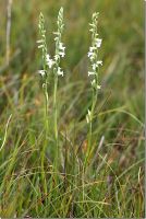 Spiranthes aestivalis