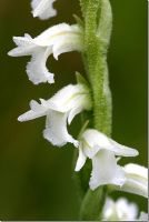 Spiranthes aestivalis