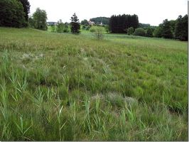 Spiranthes aestivalis