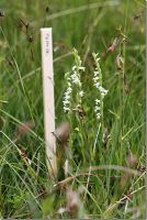 Spiranthes aestivalis