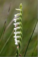 Spiranthes aestivalis