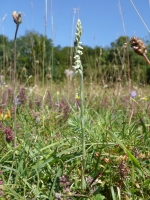 Spiranthes spiralis