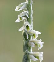 Spiranthes spiralis