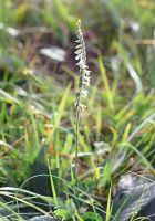 Spiranthes spiralis