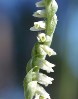 Spiranthes spiralis