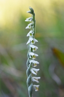 Spiranthes spiralis