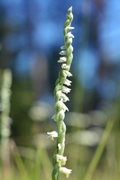 Spiranthes spiralis