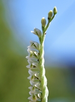 Spiranthes spiralis