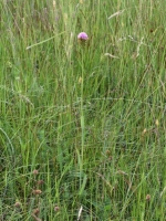 Traunsteinera globosa