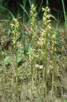 Corallorhiza trifida