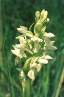 Dactylorhiza incarnata subsp. ochroleuca</p>
