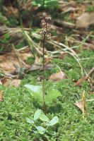 Listera cordata