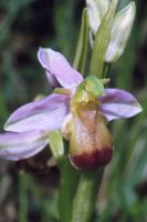 Ophrys apifera var. bicolor