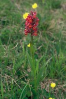 Dactylorhiza sambucina