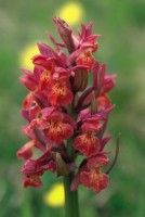 Dactylorhiza sambucina