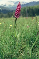 Dactylorhiza majalis