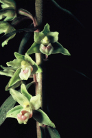 Epipactis purpurata