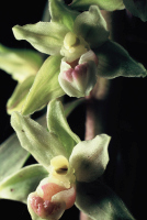 Epipactis purpurata