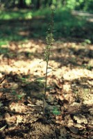 Epipactis purpurata