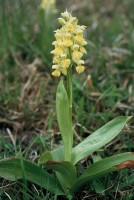 Orchis pallens