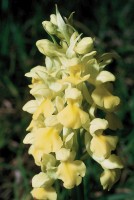 Orchis pallens