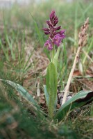 Orchis mascula