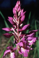 Orchis mascula