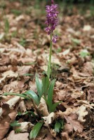 Orchis mascula