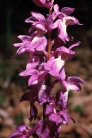 Orchis mascula