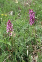 Orchis mascula