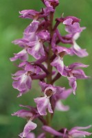 Orchis mascula