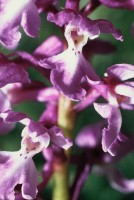 Orchis mascula