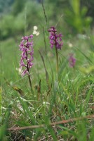 Orchis mascula