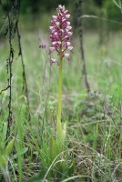 Orchis militaris