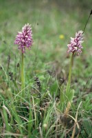 Orchis militaris