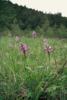 Orchis militaris