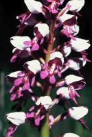 Orchis militaris