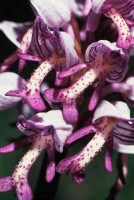 Orchis militaris