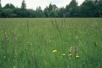 Orchis militaris