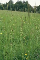 Ophrys sphegodes