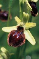 Ophrys sphegodes