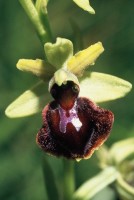 Ophrys sphegodes