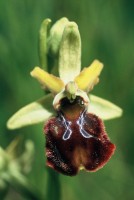 Ophrys sphegodes