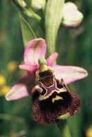 Ophrys holoserica