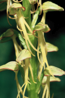 Aceras anthropophorum