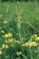 Aceras anthropophorum